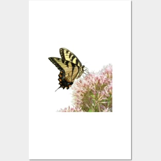 Butterfly on pink flowers with no background Posters and Art
